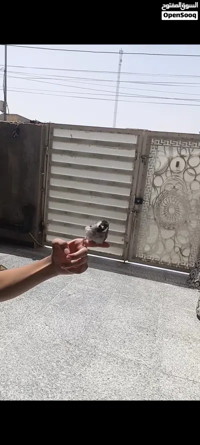 بلبل ربه طينه يطلع خارج المنزل وتصيحله يجيك مخرجه عله بلبل وحشي طور مخلف ستوه بده يصبغ 2