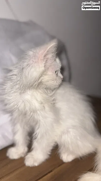 كيتين سكوتش فولد للبيع 2