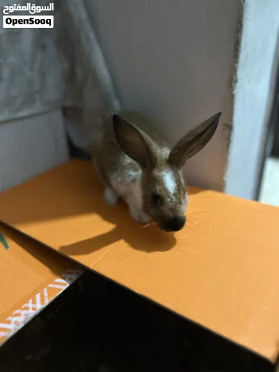 أرنب للبيع مع القفص 2