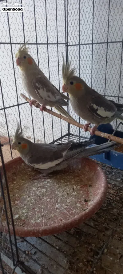 عصافير كوكتيل 2