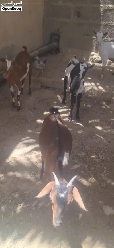 صخال العدد 4 2