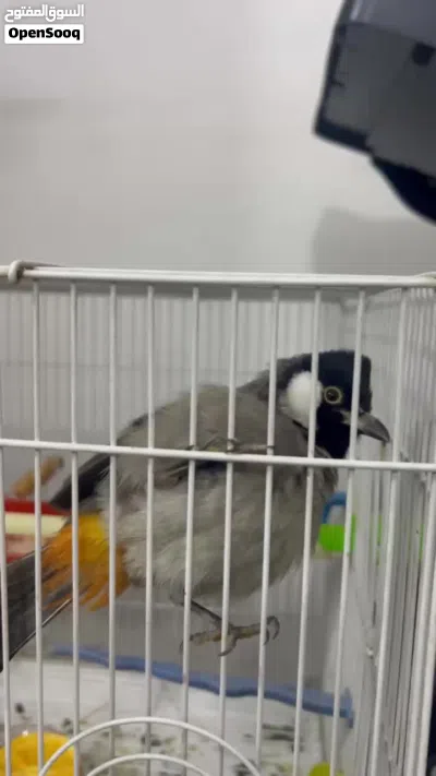بلابل للبيع 4