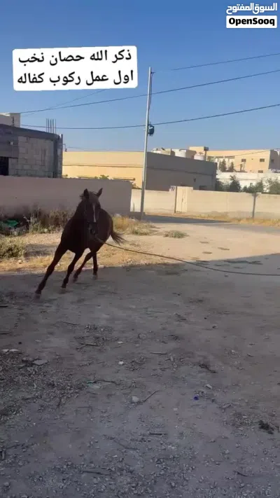 خيل بسم الله عليه 3