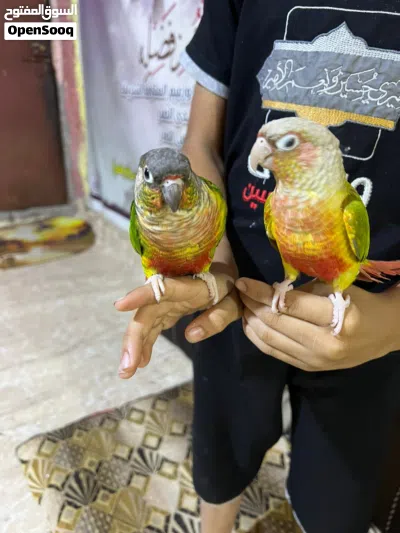 سلام عليكم كنيور اليفات 2