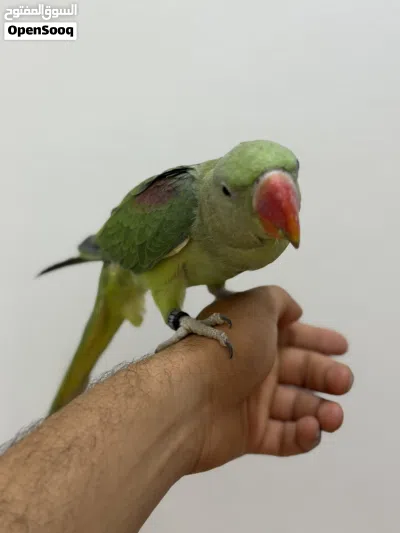 بغباء نيبالي 3