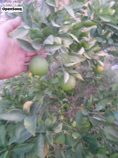 مزرعة هكتار ونص جنوب الزاويه 2