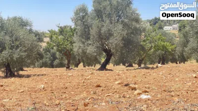 قطعه ارض للبيع ابو حاطوم10 دونم مفروز تصلح للسكن او مزرعه يوجد فيها 75شجره زيتون و يوجد تين و خوخ 3