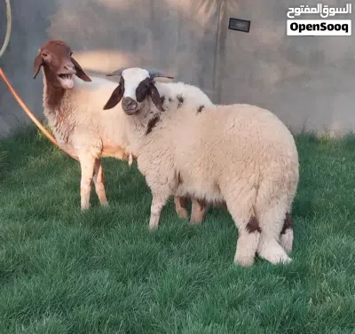 نعجة بسم الله ماشاء الله ولدها محدها صغيرة سنها سداس المكان تاجوراء البيفي 3