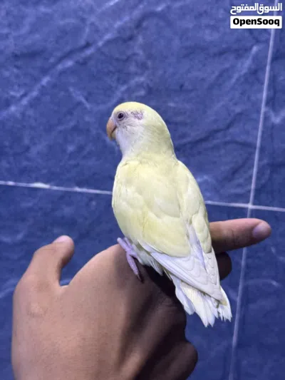 غندور روز اليف طينه جدا 3