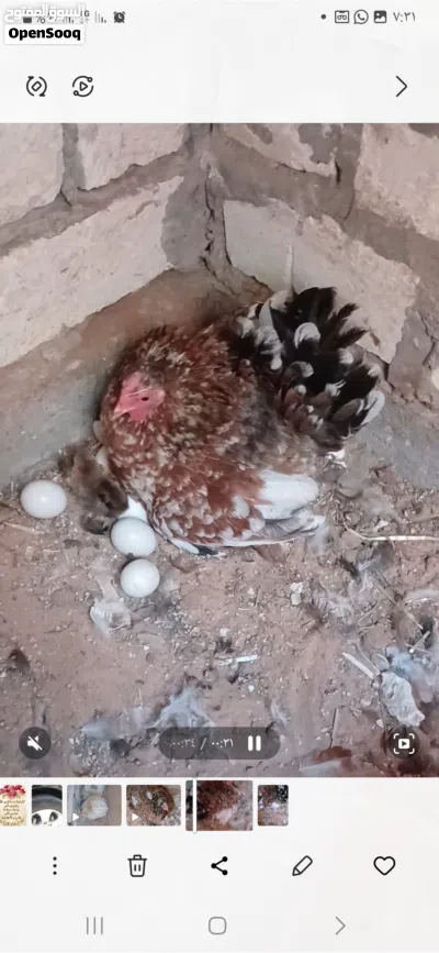 المكان تاجوارء 2