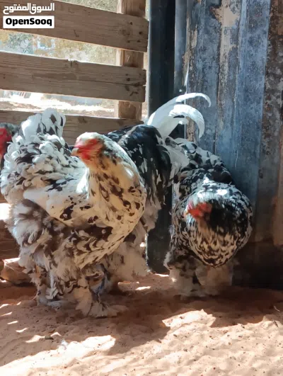 كوبية براهما فولى 3