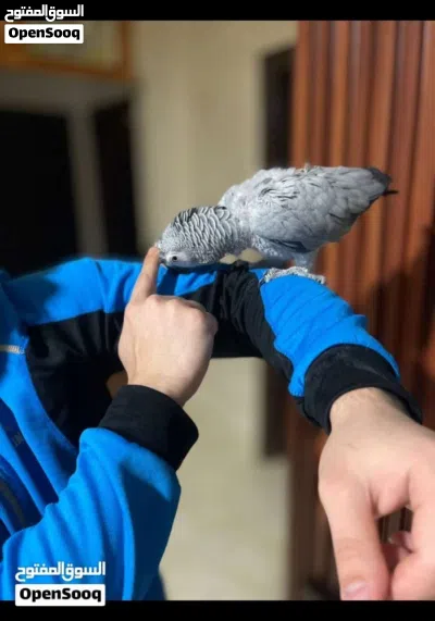 كاسكو كلام مفتوح للبيع بسعر مغري 3