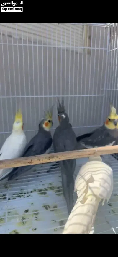 للبيع 3 ازواج كروان وزوج كنيور و4 ازواج روز 2