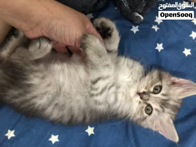 FOR SALE PERSIAN KITTENS 2