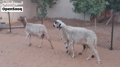 3نعاج وطنيات الله يبارك عشار بادن الله سنهم زوز رباع خوات توميات والحمراء جامعه سليمات من اي عيب .. 2