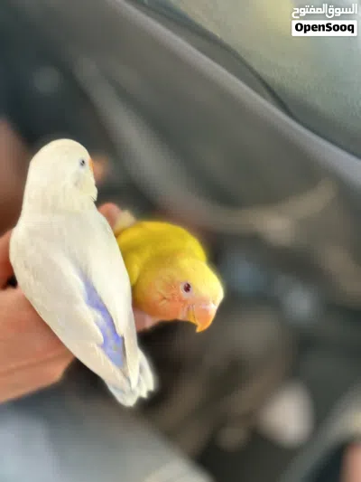 روز مروض ربي يبارك 4