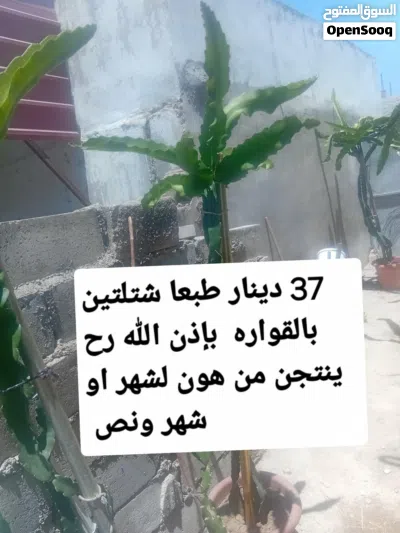 الان الان الان موسم زراعة الدراغن فروت (فاكهة التنين ) الابيض من الداخل ذاتي التلقيح مكفول انتاج 3