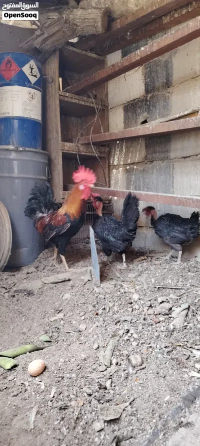 ديك شمسي ودجاجات اثنين سود امهات ركيبة للبيع 4