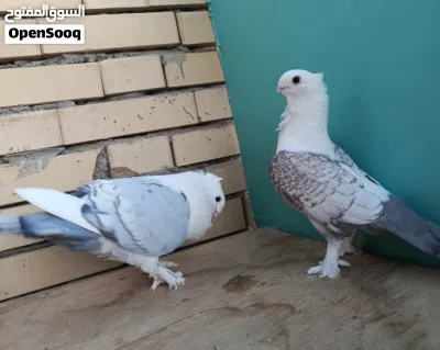 زوج ستلايت النثيه تريد تبيض مضمونات ونقيات ميه بالميه 2
