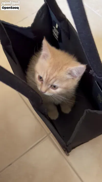 قطط بريتش ذكور 4