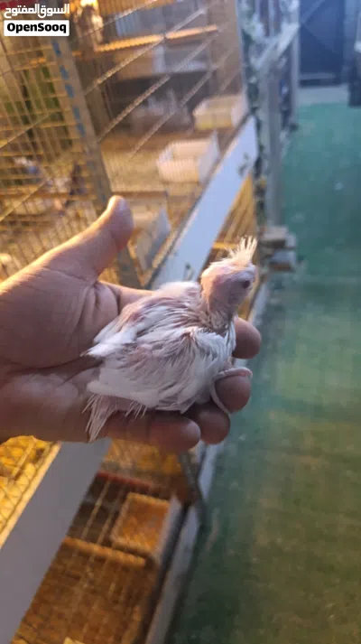 متاح افراخ كوكتيل البينو عيون حمر انتاج عراقي 2