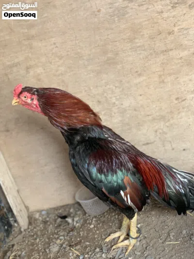 ديك باكستاني حال بيع 2