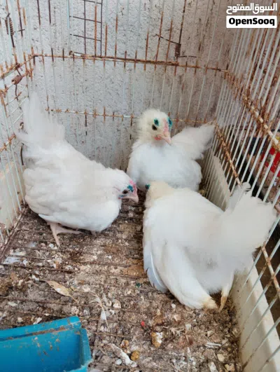 للبيع فلاليس كيني ابيض ربي يبارك 3