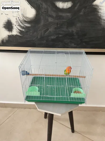 Fischer lovebird for sale 3