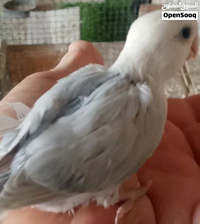 undefined 4