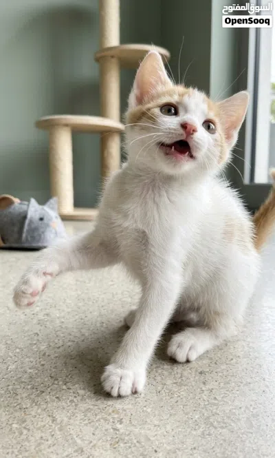 British longhair kitten 4