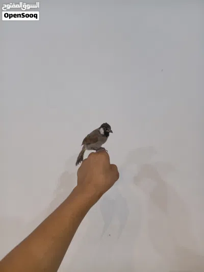 بلبل ربه طينه يطلع خارج المنزل وتصيحله يجيك مخرج تغريد طك جناح اقره وصف 3