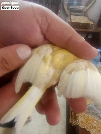جوز مخاليف رازا جاسب 2