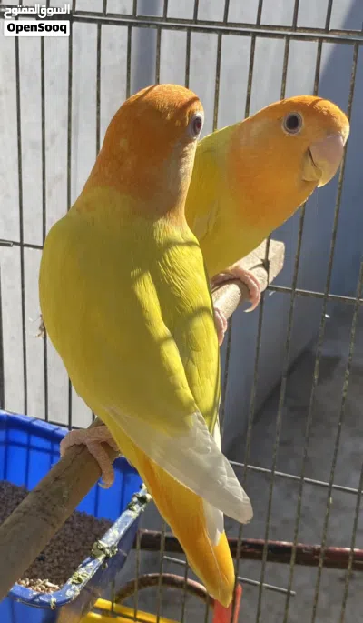 كوبيا عين حمراء 3