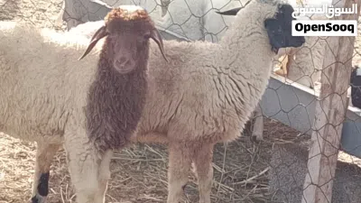 خروف وفطيمه وطنيات تبارك الله العمر شهرين ونص 2