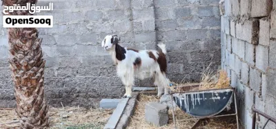 اغنام عمانيات 2