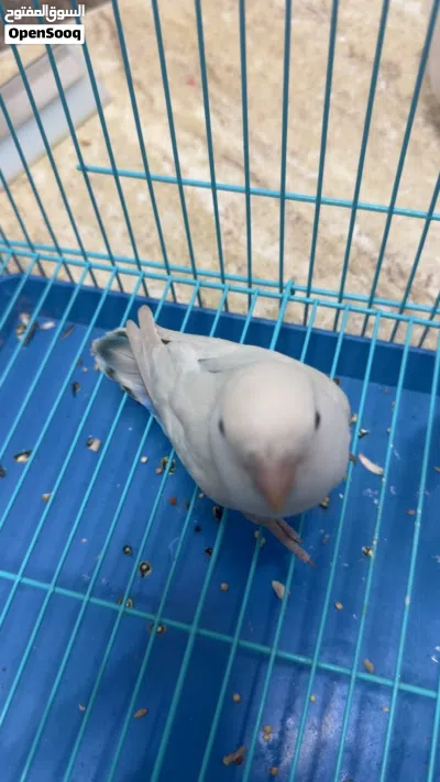 فرخ روز للبيع 2
