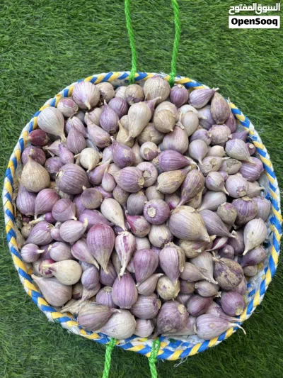 ثوم الذكر الجبلي 2