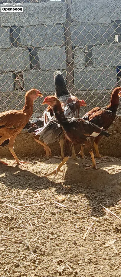 دجاج باكستاني اصل بنجابي 2