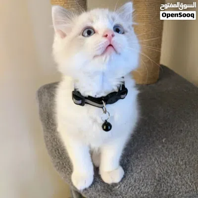 Ragdoll kitten available for new home 3