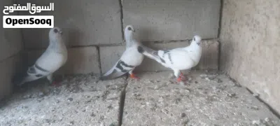 ثلاث حمامات ابواز 2