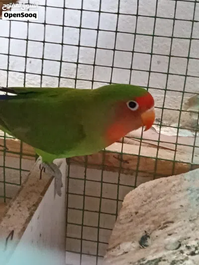 ببغاء كوكتيل (كروان) 2