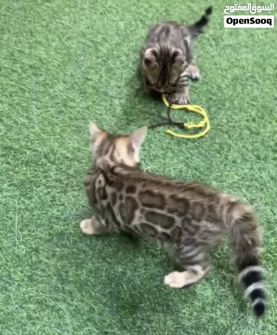 قطط البنغال 4