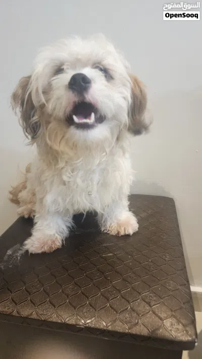 Two Male Purebred Maltese for sale! 4