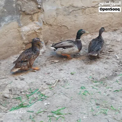 undefined 3