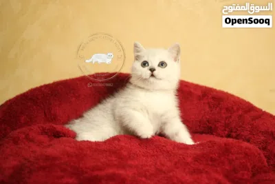 British shorthair/scottish fold بريتيش شورت هير/ سكوتش فولد 2