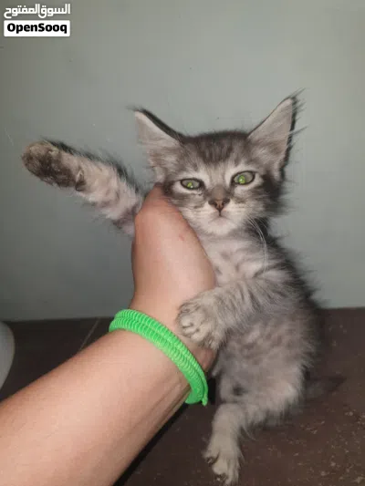قطط رضيعة جميلة للتبني 3