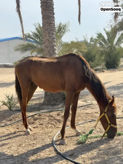 حصان للبيع انقليزي ربي يبارك بوه بغداد وأمه معتزه دمه 87 عمره 3سنين ونص طايب سرج وسيله كتيبه رايح 2