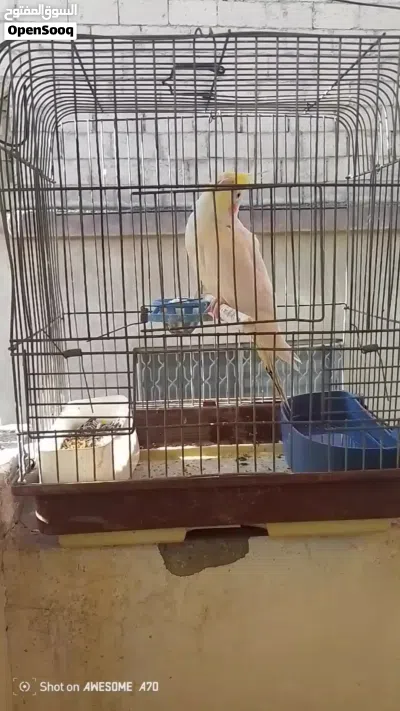 للبيع بسعر حرق 2