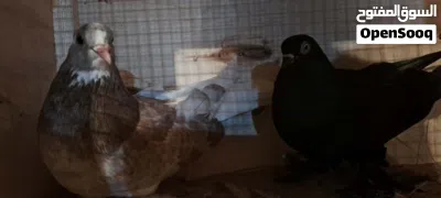 كوبي حمام درجه اولى للبيع 2