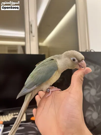 للبيع كنيور جرين تشيك تركواز العمر شهرين إلا ثلاث شهور و مافيه عض أبدا و حجم جامبو و باقي ب الوصف 3